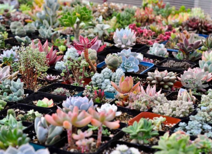 多肉植物照顧技巧 多肉植物照顧技巧