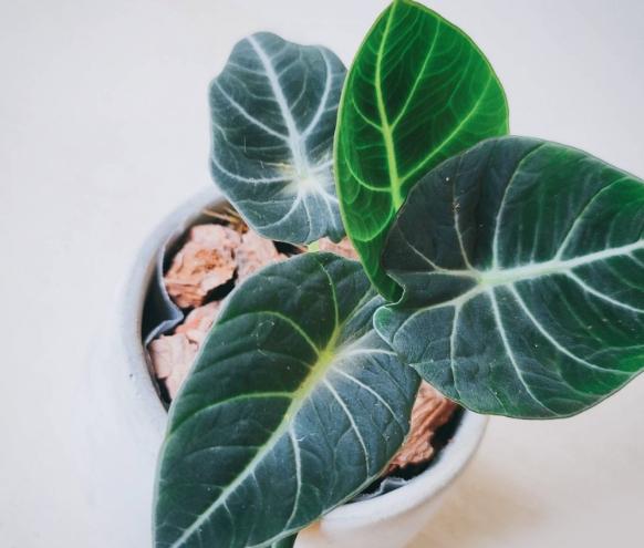 觀音蓮種植方法 觀音蓮種植方法