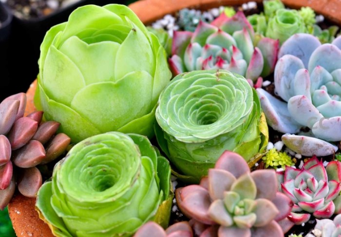 多肉植物黃葉原因 多肉植物黃葉原因