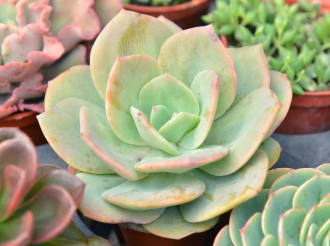 多肉植物黃葉原因 多肉植物黃葉原因