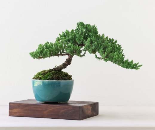 珍珠柏養護 珍珠柏養護