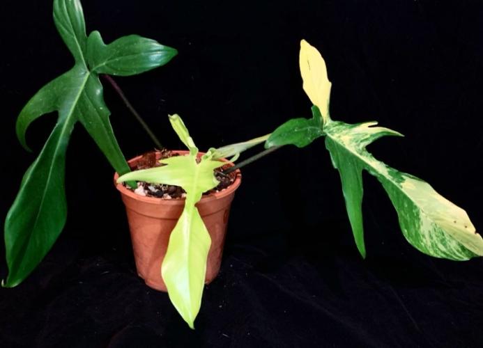 蔓綠絨植物養護 蔓綠絨植物養護