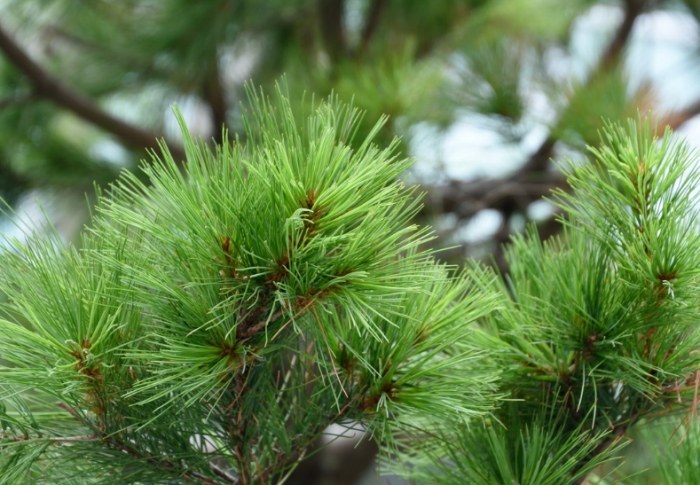 松樹介殼蟲防治