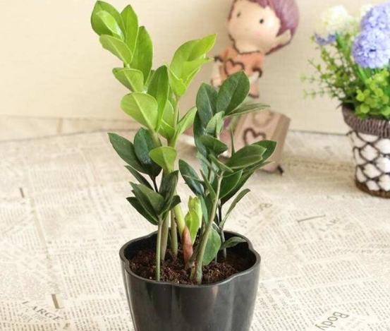 黑色金錢樹養護 黑色金錢樹養護