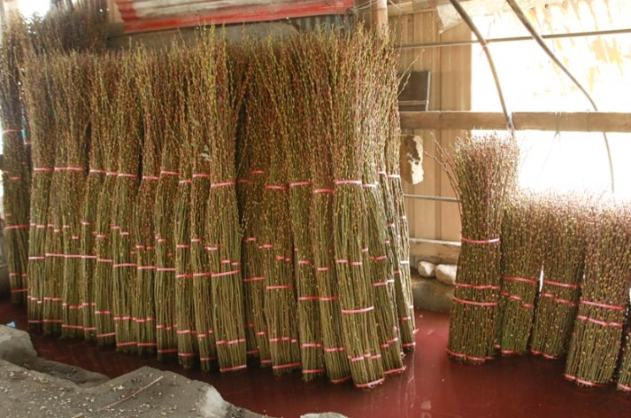 銀柳盆栽出葉技巧 銀柳盆栽出葉技巧