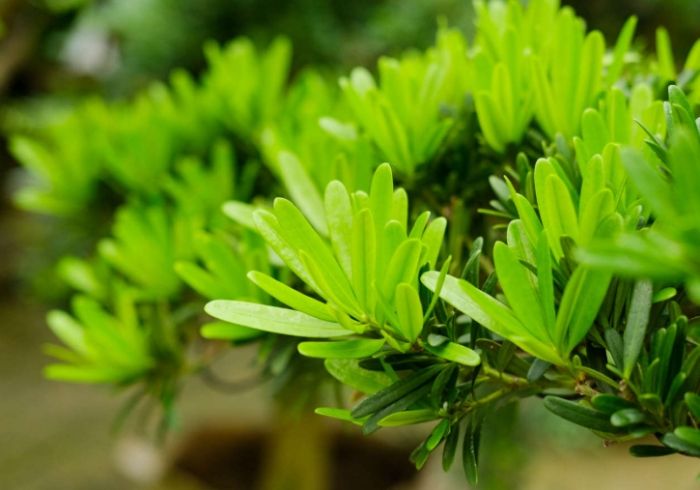 羅漢松寓意 羅漢松寓意