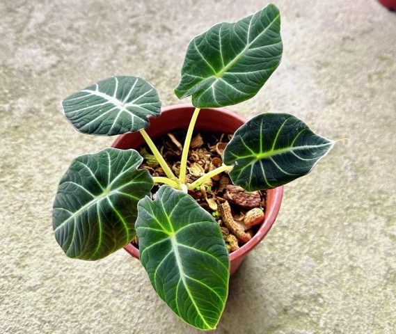 黑絲絨觀音蓮養護 黑絲絨觀音蓮養護