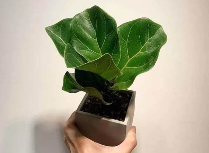 室內植物葉片光澤 室內植物葉片光澤