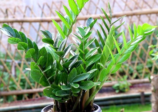 金钱树土壤 金钱树土壤