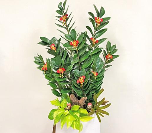 金錢樹養護技巧 金錢樹養護技巧