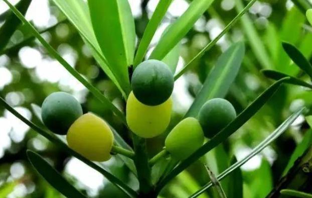 罗汉松种子种植