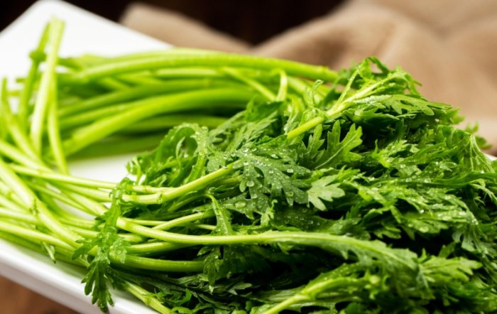 菊科蔬菜營養價值