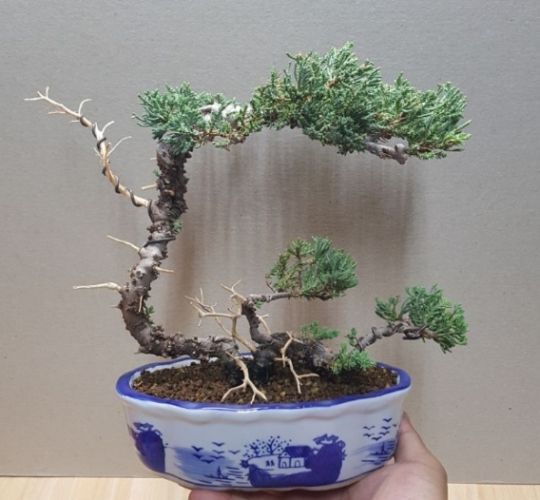 珍珠柏土壤 珍珠柏土壤