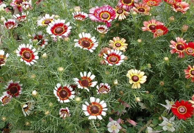 菊科蔬菜種植方法