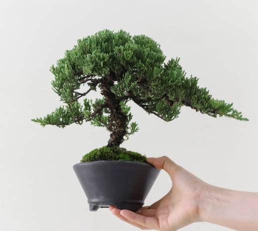 柏樹病害防治 柏樹病害防治