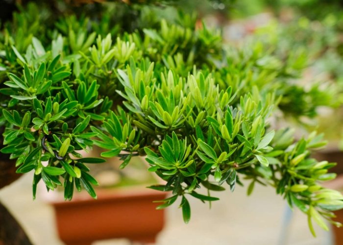 羅漢松風水 羅漢松風水