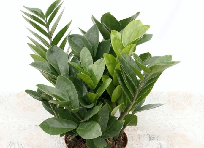 金钱树户外种植 金钱树户外种植