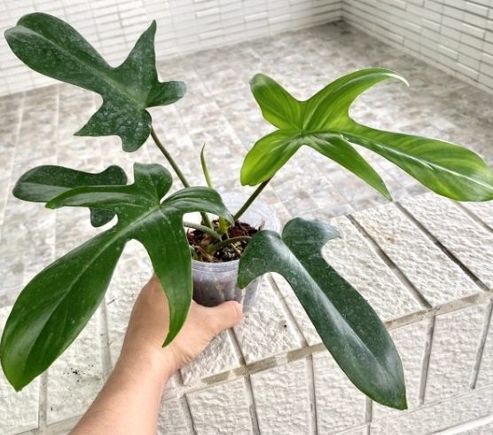 蔓綠絨植物養護 蔓綠絨植物養護