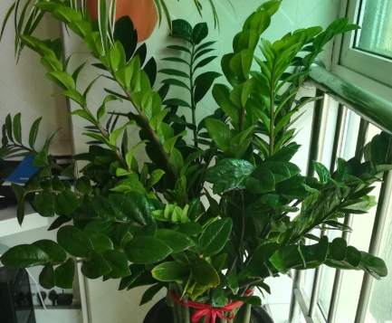 小金錢樹養護 小金錢樹養護