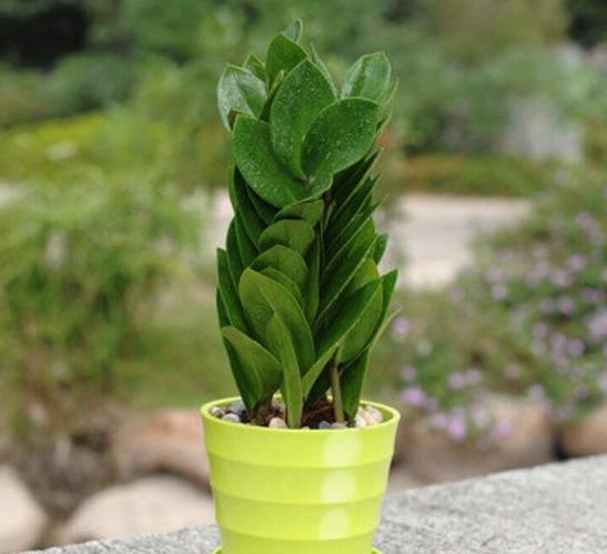 金钱树土壤 金钱树土壤