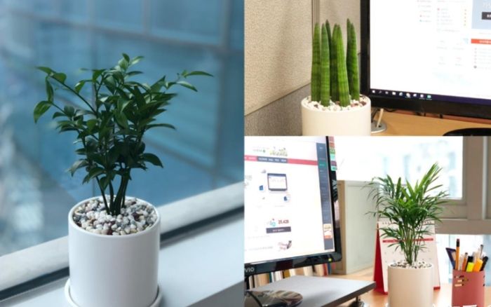 辦公室植物 辦公室植物