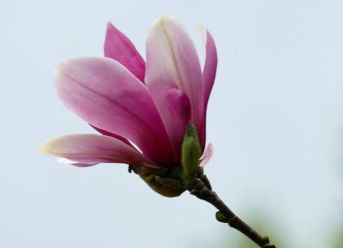 玉蘭花照顧 玉蘭花照顧