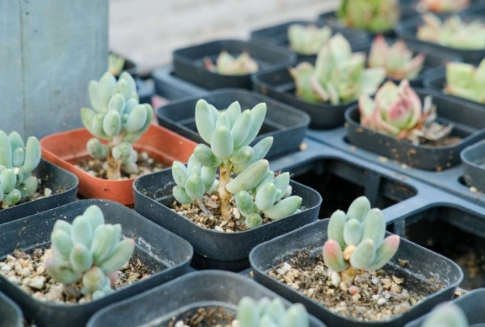 多肉植物軟趴趴處理 多肉植物軟趴趴處理
