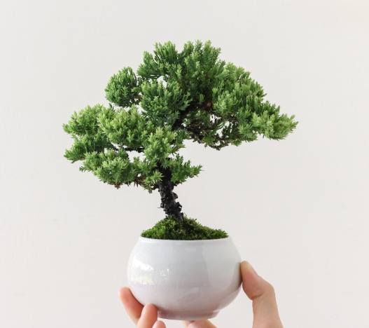 珍珠柏養護 珍珠柏養護