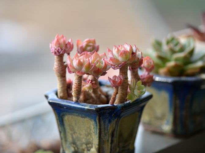 多肉植物光照需求