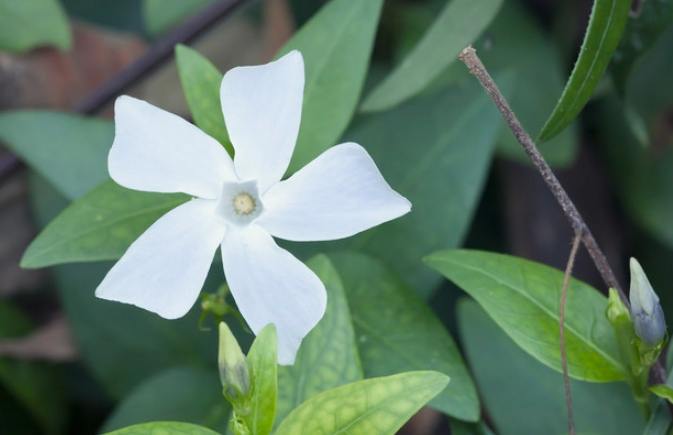五片花瓣花語 五片花瓣花語