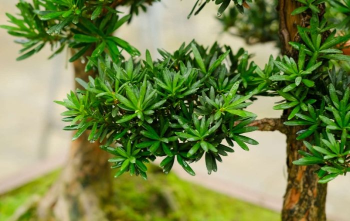 罗汉松种植 罗汉松种植