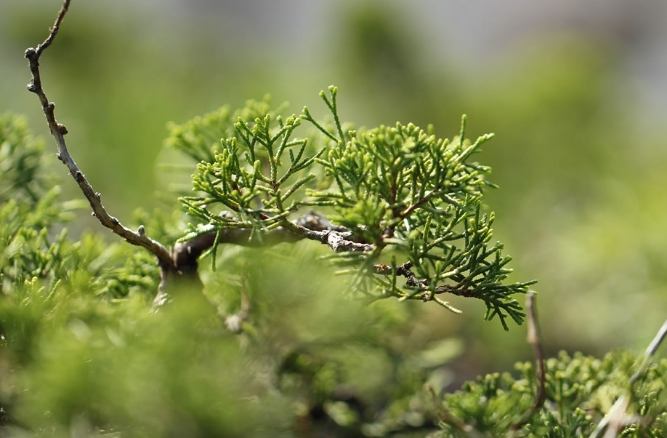 松柏照顧 松柏照顧