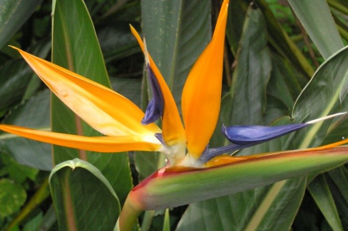 天堂鳥成長環境