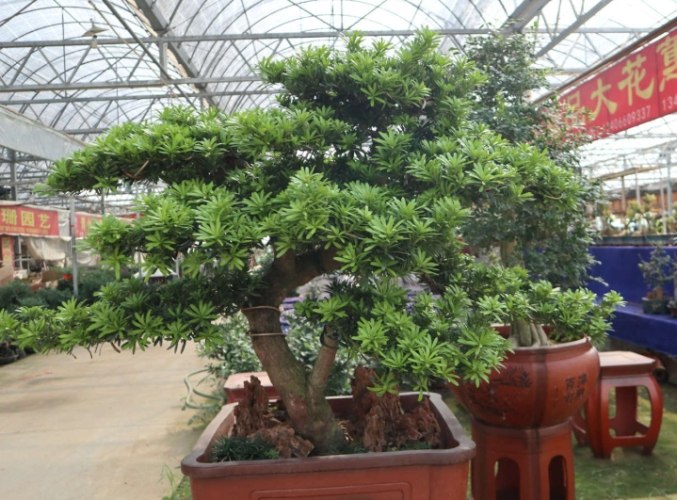 罗汉松种植 罗汉松种植