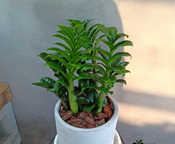 金钱树风水摆放 金钱树风水摆放