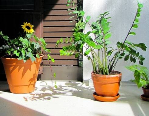 金钱树软掉 金钱树软掉