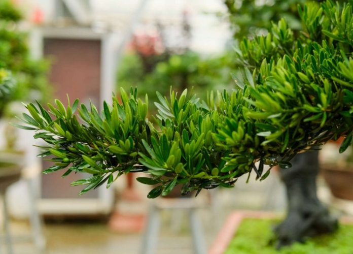 罗汉松修剪技巧 罗汉松修剪技巧