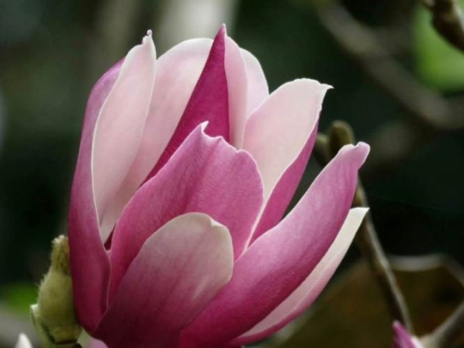 玉蘭花種植 玉蘭花種植