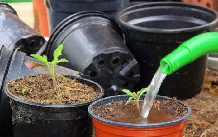 植物澿水飲用水 植物澿水飲用水