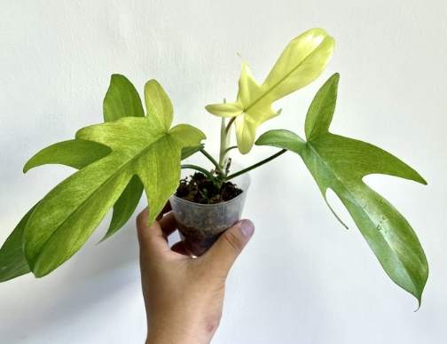 植物分株技巧 植物分株技巧