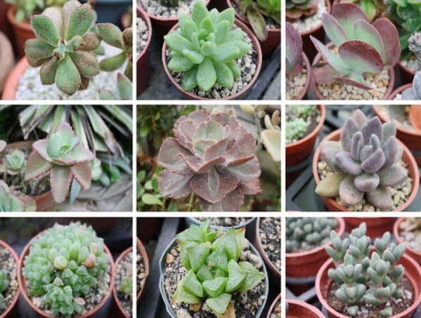 多肉植物照顧技巧 多肉植物照顧技巧