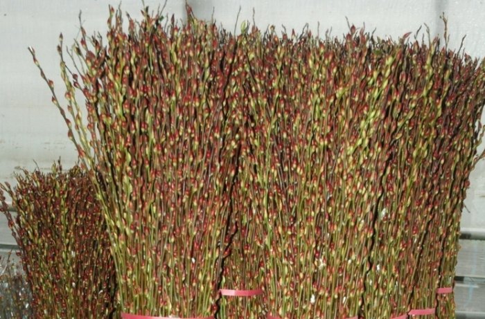 銀柳養護方法 銀柳養護方法