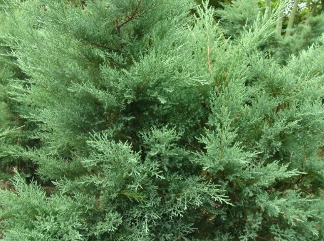 黑松种植 黑松种植