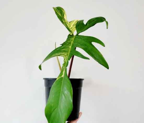 室內植物照顧技巧 室內植物照顧技巧