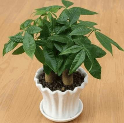 金錢樹土壤選擇 金錢樹土壤選擇