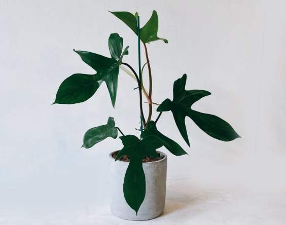 植物分株技巧 植物分株技巧