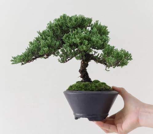 珍珠柏養護 珍珠柏養護