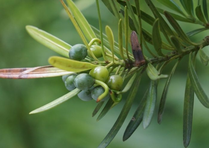 罗汉松种子发芽