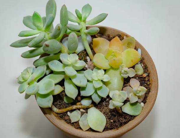 多肉植物養護 多肉植物養護