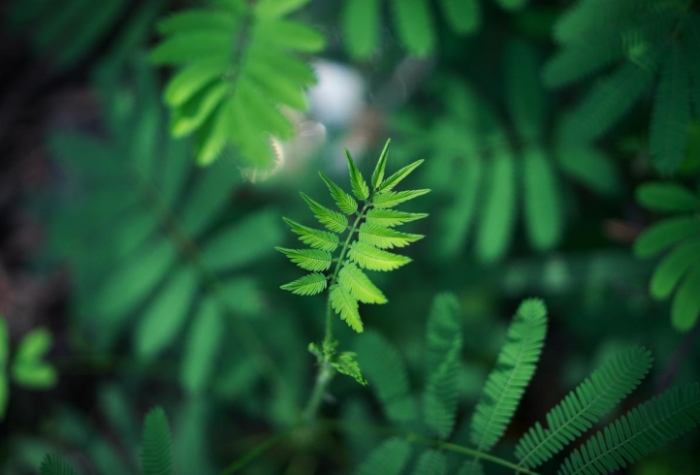 瑪麗安妮姬評價 瑪麗安妮姬評價